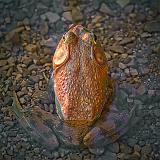 Sunset Bullfrog_12325